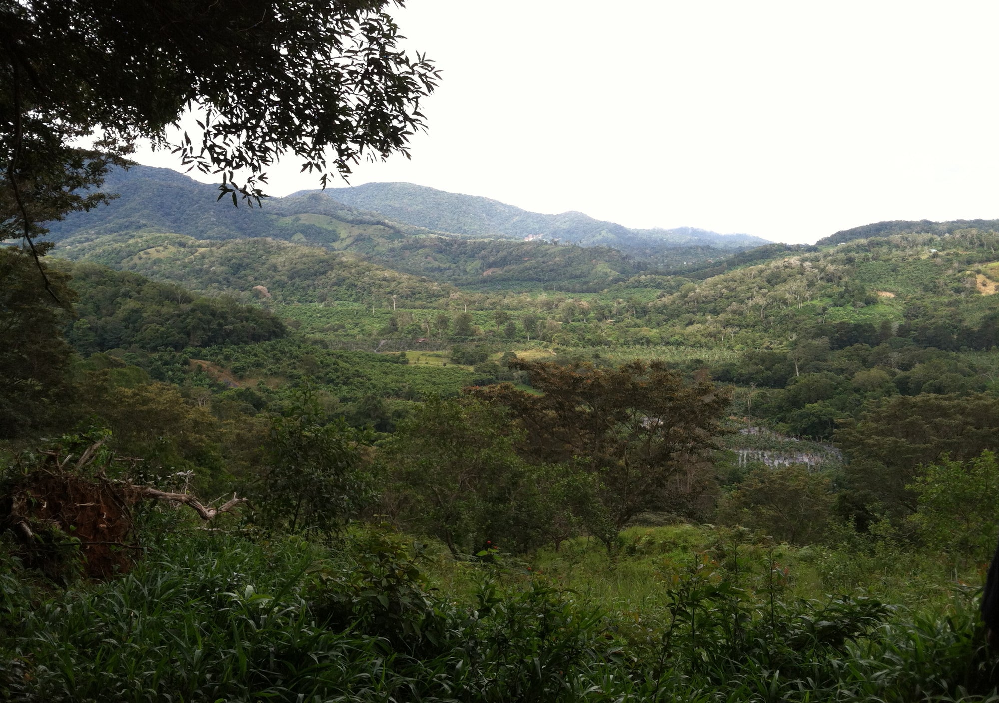 Where do Bananas come from?