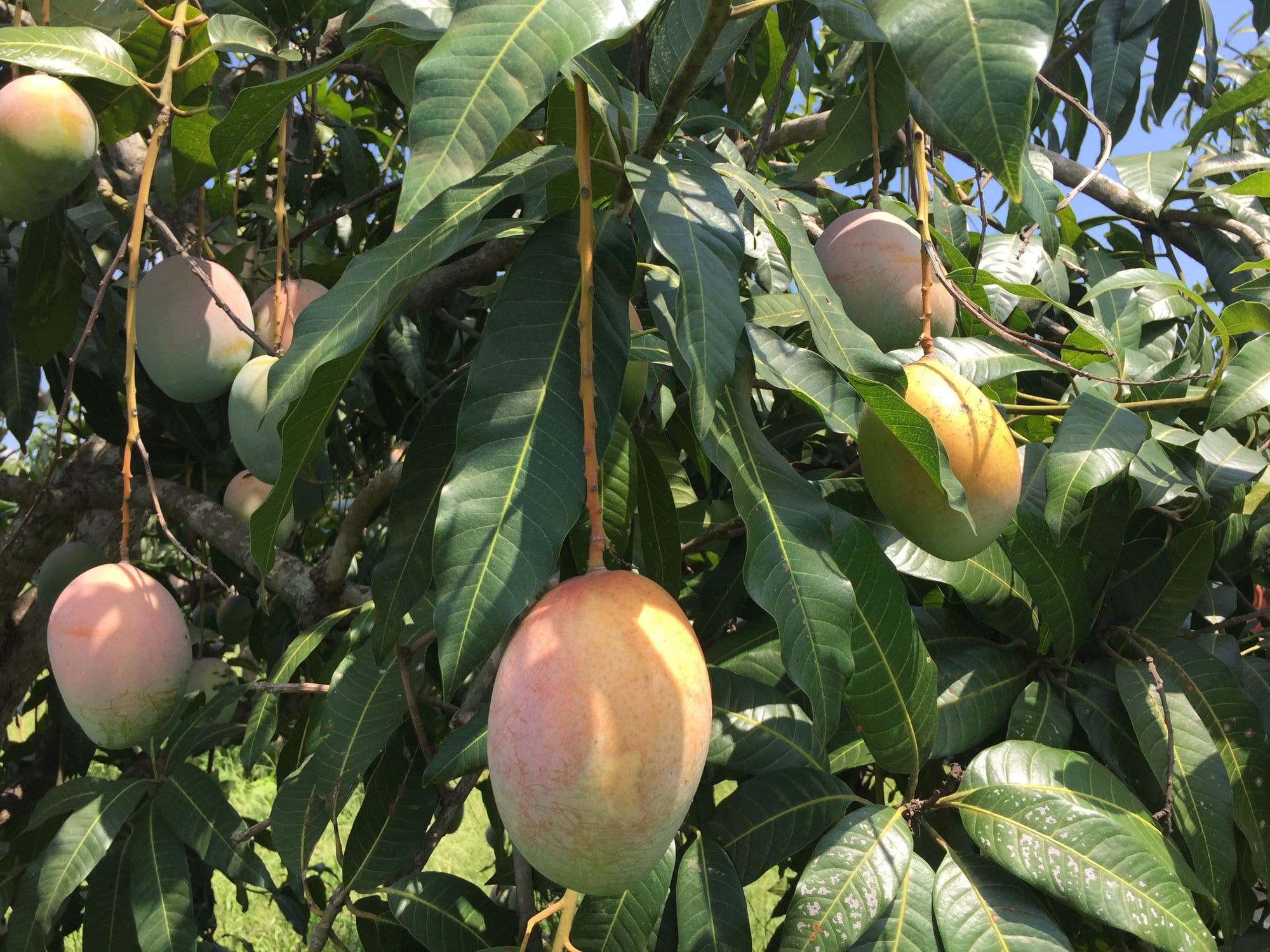 Eat More Mangos to Boost Health in 5 Surprising Ways