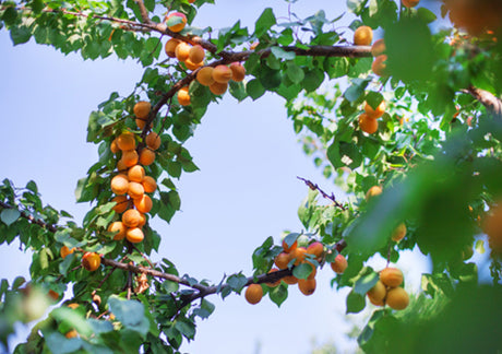 The Best Place in the World for Organic Apricots and the Guy Who Finds Them