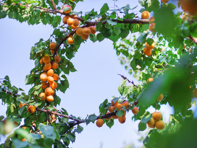 The Best Place in the World for Organic Apricots and the Guy Who Finds Them